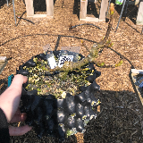 Érable sycomore (Acer pseudoplatanus)