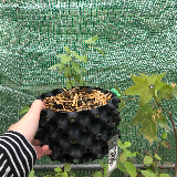 Cornouiller sanguin (Cornus sanguinea)