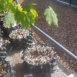 Érable sycomore (Acer pseudoplatanus)