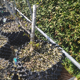 Liquidambar (Liquidambar styraciflua)