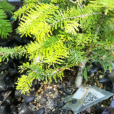 Sapin pectiné (Abies alba)