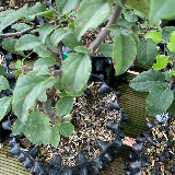 Pommier sauvage (Malus sylvestris)