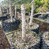 Liquidambar (Liquidambar styraciflua)