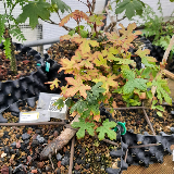Érable champêtre (Acer campestre)