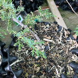 Genévrier commun (Juniperus communis)