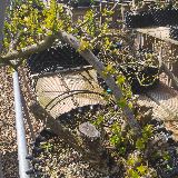 Troène de Californie (Ligustrum ovalifolium)