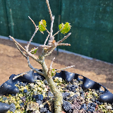 Orme champêtre (Ulmus minor)