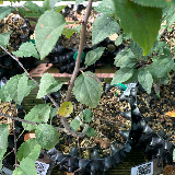 Pommier sauvage (Malus sylvestris)