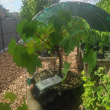 Érable sycomore (Acer pseudoplatanus)