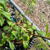 Buis commun (Buxus semperviens)