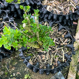 Buis commun (Buxus semperviens)