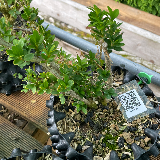 Buis commun (Buxus semperviens)