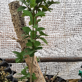 Troène de californie panaché doré (Ligustrum ovalifolium aureum)