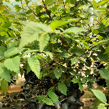 Orme champêtre (Ulmus minor)