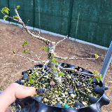 Orme champêtre (Ulmus minor)