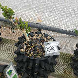 Buis commun (Buxus semperviens)
