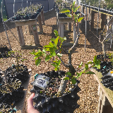 Poirier sauvage (Pyrus pyraster)
