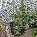 Orme champêtre (Ulmus minor)