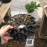 Buis commun (Buxus semperviens)