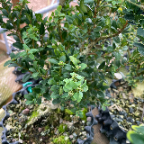 Buis commun (Buxus semperviens)
