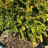 If commun (Taxus baccata)