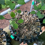Pommier sauvage (Malus sylvestris)