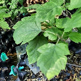 Sorbier Torminal (Alisier) (Sorbus torminalis)