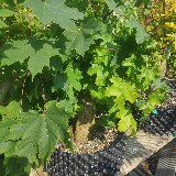 Érable champêtre (Acer campestre)
