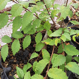 Orme champêtre (Ulmus minor)