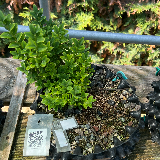 Buis commun (Buxus semperviens)
