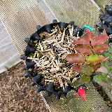 Pommier sauvage (Malus sylvestris)