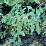 Prunellier (Prunus spinosa)