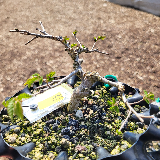 Orme champêtre (Ulmus minor)