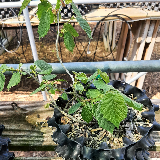 Noisetier commun (Corylus avellana)