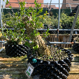 Troène de Californie (Ligustrum ovalifolium)