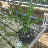 Groseiller à maquereau (Ribes usa-crispa)