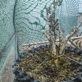 Buis commun (Buxus semperviens)