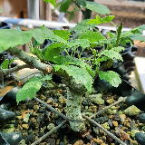 Sorbier Torminal (Alisier) (Sorbus torminalis)