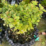 Buis commun (Buxus semperviens)
