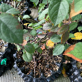 Pommier sauvage (Malus sylvestris)