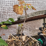 Érable champêtre (Acer campestre)