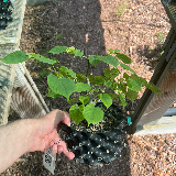 Tilleul commun (Tilia X vulgaris)
