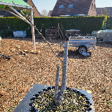 Chêne pédonculé (Quercus robur)