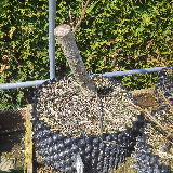 Liquidambar (Liquidambar styraciflua)
