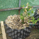 Buis commun (Buxus semperviens)