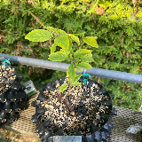 Figuier commun (Ficus carica)