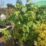Érable champêtre (Acer campestre)