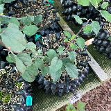 Pommier sauvage (Malus sylvestris)