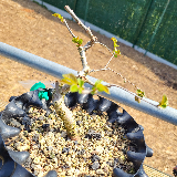 Orme champêtre (Ulmus minor)