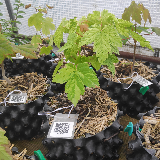 Érable sycomore (Acer pseudoplatanus)